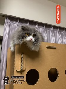 猫ちゃん用ダンボールハウス