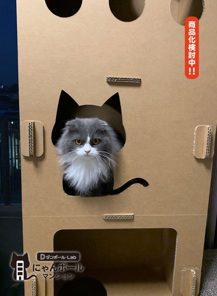 猫,ネコ,ネコハウス