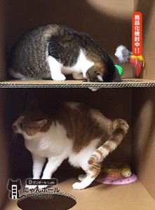 猫ちゃん用ダンボールハウス